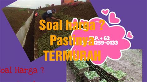 Seumpama dulu membicarakan rumput maka mau ditemukan di banyak. Jual Rumput Gajah Mini Jember, Tlp. +62 857 3259 0133 ...
