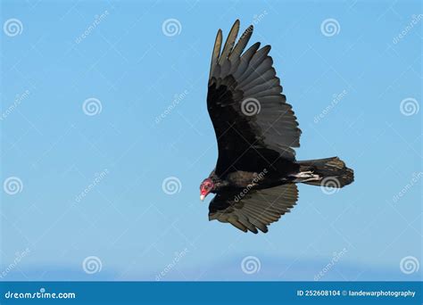 Turkey Vulture In Flight Against A Blue Sky Stock Photo Image Of Aura