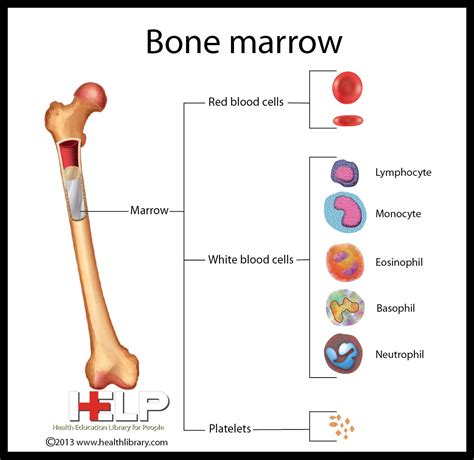 Bone Marrow Oncology Nursing Paramedic School Osteopathy