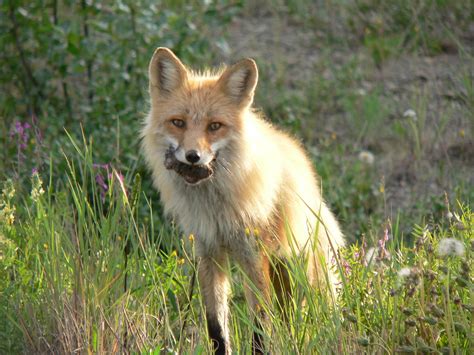 Strawberry Blonde After The Bears This Beautiful Fox With Flickr