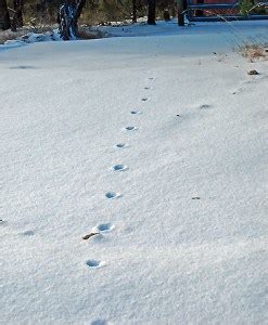 Maybe you would like to learn more about one of these? What kind of tracks are these? : Outdoors