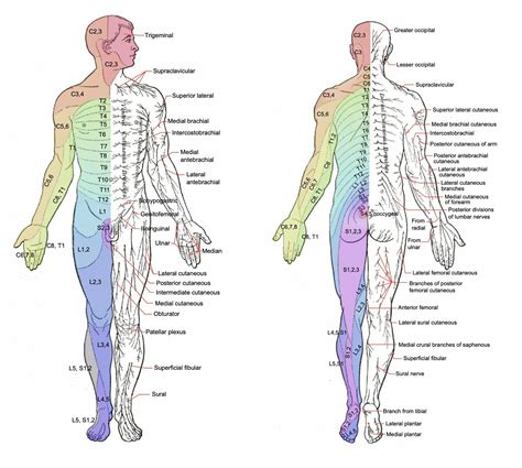 Lumbar Radiculopathy Dermatome Map Dermatomes Chart And Map