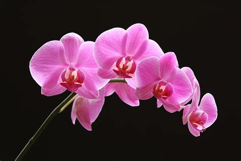 The Pink Orchid Photograph By Juergen Roth Pixels