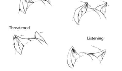Human Cat Ears Drawing Reference ~ Ears Cat Anime Human Drawing Neko