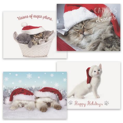 60 Top Photos Cat Christmas Cards Boxed Snowman And Cat Winter Bliss