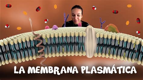 La Membrana Plasmática 2º De Bachiller Bio Eso Sfera Youtube