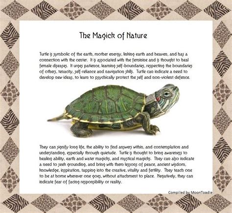 The Magick Of Nature Turtle Turtle Spirit Animal