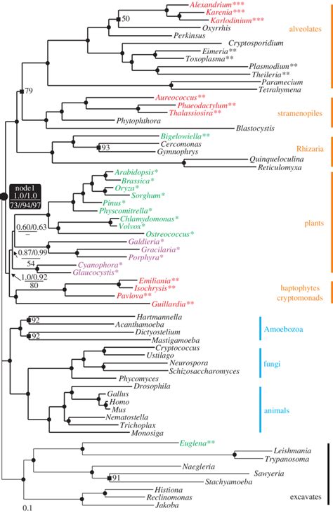 Bayesian Unrooted Phylogeny Of Eukaryotes With A Basal Trichotomy