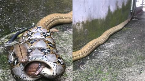 Python Coils King Cobra To Death Viral Video Leaves Netizens Scared