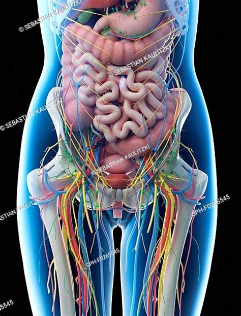 Female Abdominal Organs Diagram Female Anatomy Diagram Photos And