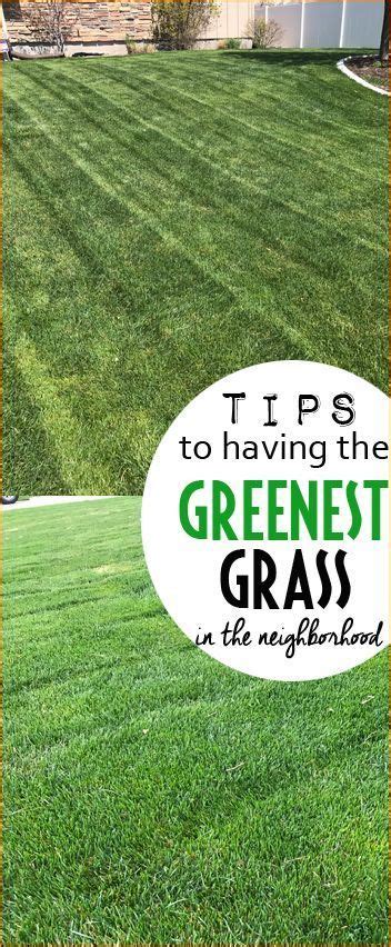 Tips And Tricks To Having The Greenest Grass In The Neighborhood