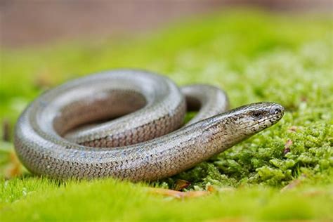 Kolor ciała to brąz w różnych odcieniach. Padalec zwyczajny (Anguis fragilis) - DinoAnimals.pl