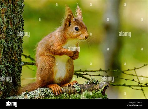 Red Squirrels In North Yorkshire Dales Stock Photo Alamy