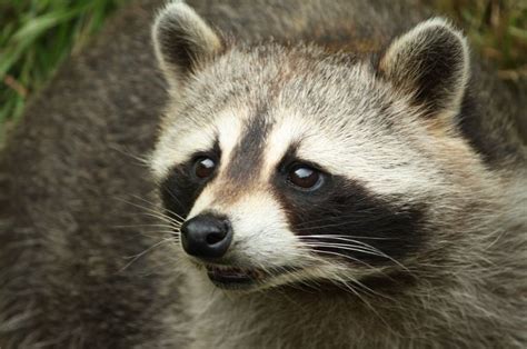 There is a big chance of having them at dirty places. Raccoons - Richmond VA Bed Bug Pest Control Company - RVA ...