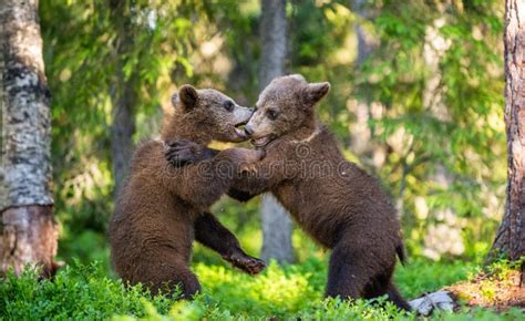 Brown Bear Cubs Playfully Fighting Summer Green Forest Background