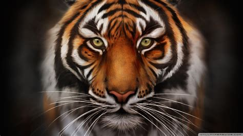 Tiger Hd Desktop Wallpapers Top Free Tiger Hd Desktop Backgrounds