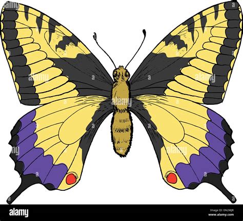 Forest Swallowtail Stock Vector Images Alamy