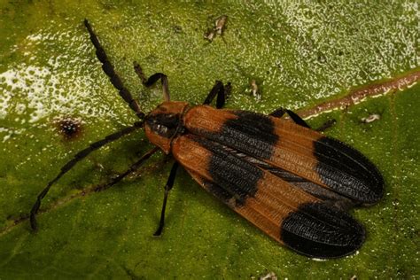 The lycids are typically predatory as larvae and feed as adults on insects or dead plant material. reticulated net-winged beetle, Calopteron reticulatum ...