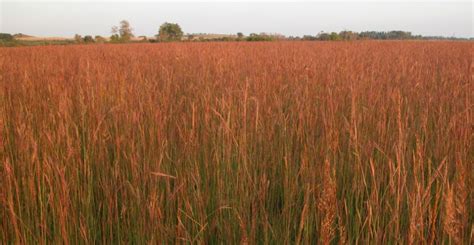 Native Grasses Green Valley Seed Llc