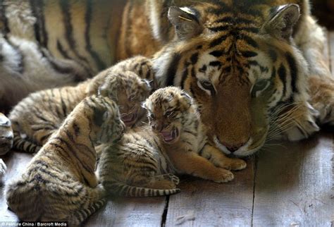Beautiful Images Show Off One Week Old Siberian Tiger Cubs Cute Baby