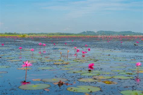 Lotus Flowers In Pond Sea Or Lake In National Park In Thale Noi