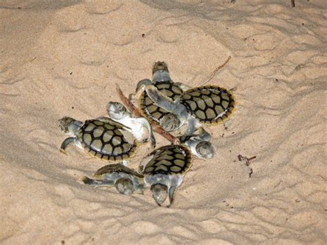 Flatback Turtle Hatchlings On Field Island Photo By Ian Flickr