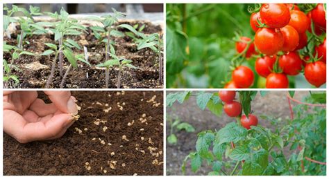 Tomato Growing Stages