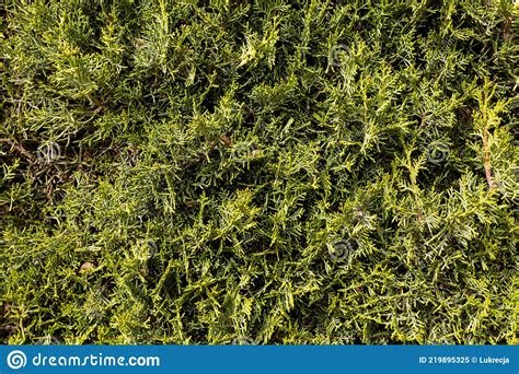 Close Up Green Coniferous Thuja Shrub Forming A Natural Background