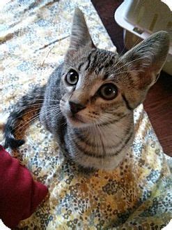 These cats often greet their owners when they come home and are very talkative. Minneapolis, MN - Domestic Shorthair. Meet Gonzo, a kitten ...