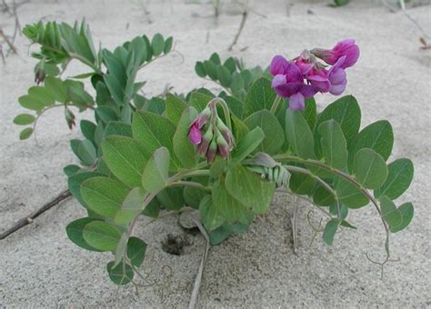 Beach Pea Great Lakes Research And Education Center Us National