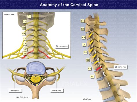 Anatomy Of The Cervical Spine And Nerves Trialexhibits Inc