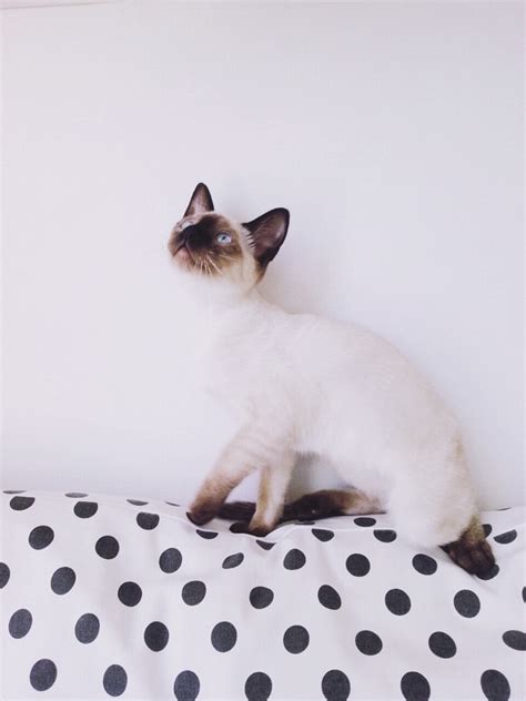 Check out our siamese cat selection for the very best in unique or custom, handmade pieces from our shops. Male Siamese Cat Names List - British Shorthair