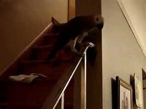 Anyway let me know what you think. Sliding down the banister - YouTube