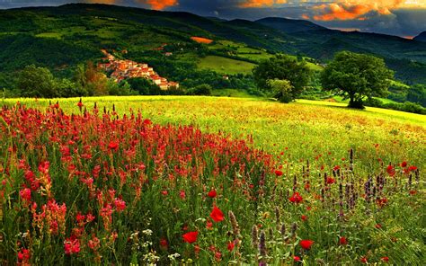 Góry Łąka Kolorowe Kwiaty Lato