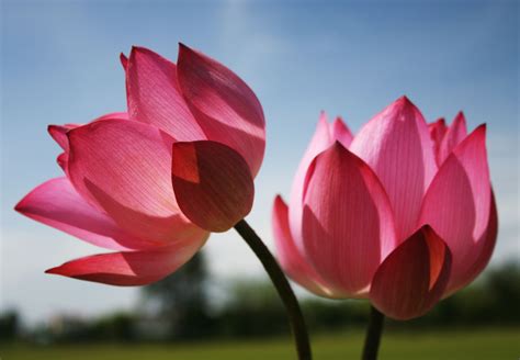 Lotus Flower Images Hd Wallpaper Download Is Going Crazy Weblogs
