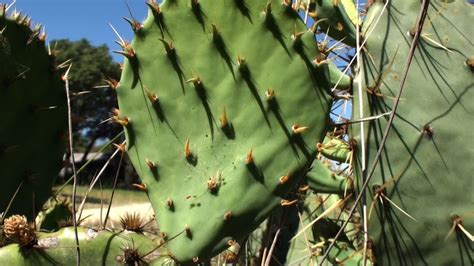 This cactus will do just fine with the occasional neglect (whether intentional or not). Ancient Food: Prickly Pear Cactus - YouTube