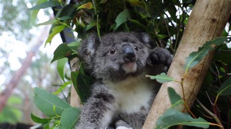 Congratulations 😍🐨😍 Nakia The Joey Has Started Koala Pre School At The