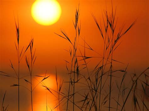 Sun Sunset Reeds Silhouette Nature Wallpapers Hd Desktop And