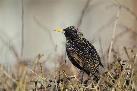 What Are The Most Common Birds In London Londonist