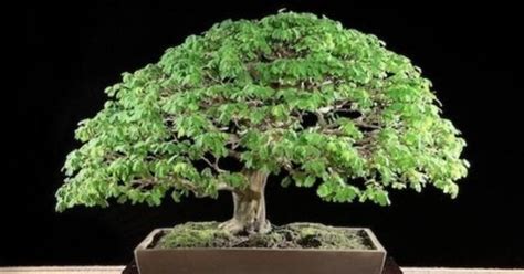 6 Types Of Bonsai Trees That Are Best For Beginners