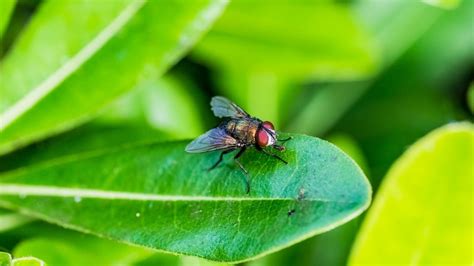 How To Get Rid Of Phorid Flies In Plants Dirt 15 Ways