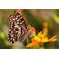 Which Plants Attract Butterflies How To Support Pollinators At Home