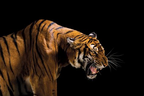 The extinct animals were not polygonal. What we lose when animals go extinct