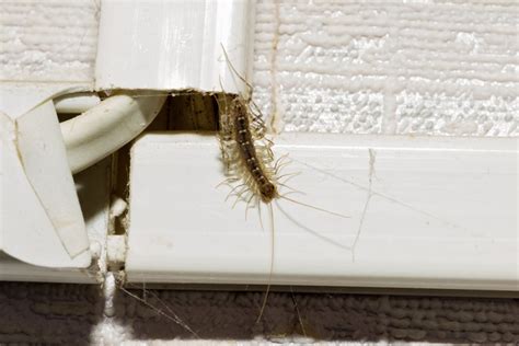 House Centipedes 101 What To Know If You Spot Them In Your Home