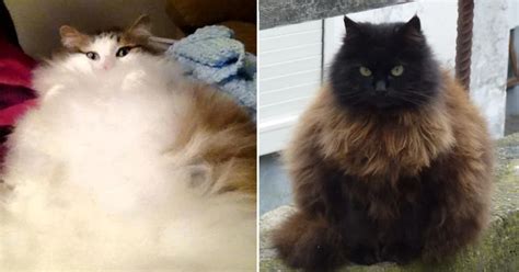 Literally Just 20 Of The Fluffiest Cats Youve Ever Seen Meowingtons