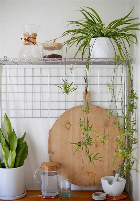 Plant O Pedia Spider Plant Justina Blakeney