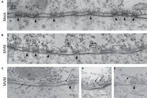 Frontiers Nuclear Entry Of Dna Viruses