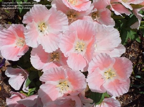 Plant Identification Closed Pink Flower Plant Id 2 By