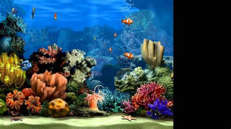 Live Marine Aquarium Screensaver 20 Youtube