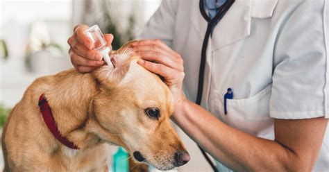 Ear Infection In Dogs Symptoms To Look For Causes And Treatment